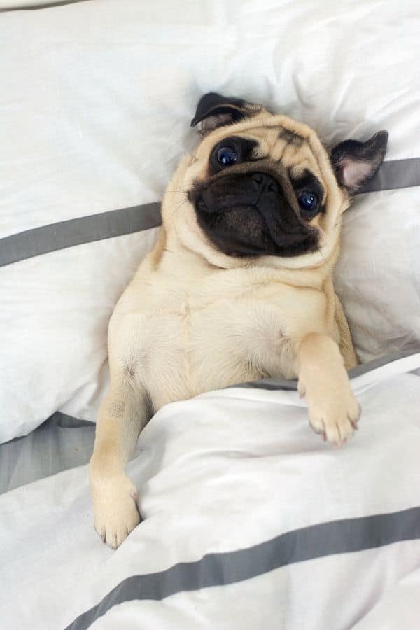7 Compelling Reasons Why Good Manners Matter 6 cute pug in bed cozy under blanket