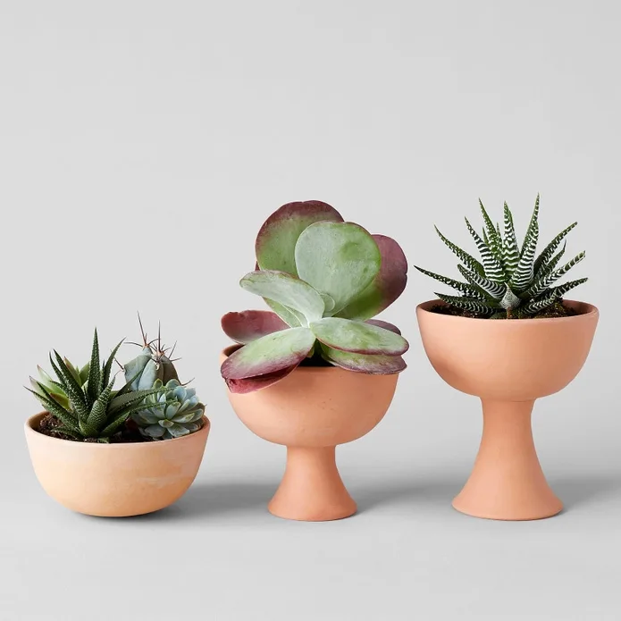 Stoneware vs Porcelain vs Earthenware: A Guide 4 Terra Cotta Planter
